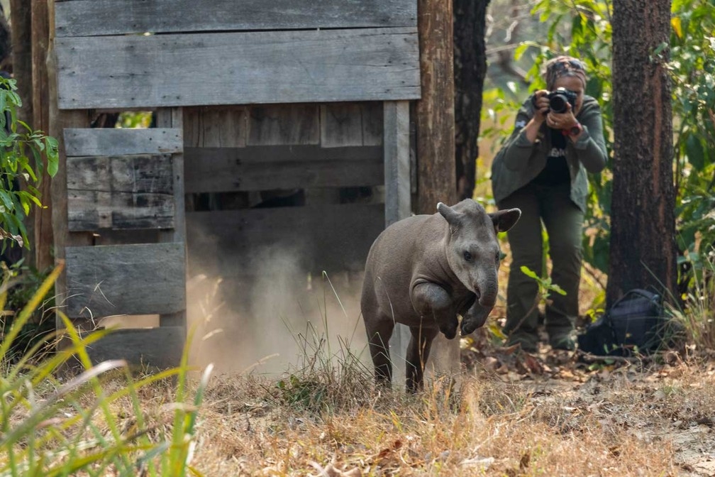 A anta (Tapirus terrestris) é vítima da caça e da perda de habitat — Foto: João Marcos Rosa/Arquivo Pessoal