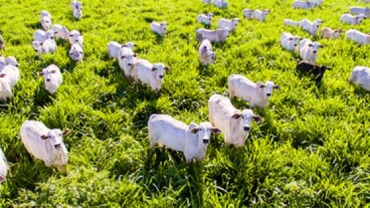 O rebanho bovino brasileiro somou 218,15 milhes de cabeas em 2020,