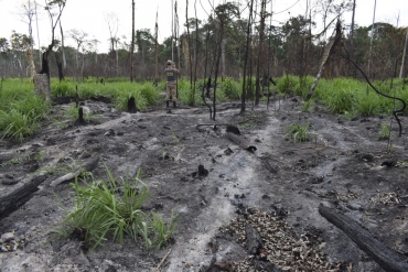 Fazendas causaram desmatamento com uso de fogo durante o período proibitivo em MT — Foto: Divulgação