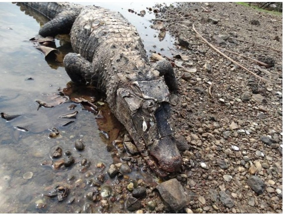 Jacar foi morto em Cuiab por golpes de um objeto ainda no identificado  Foto: Divulgao