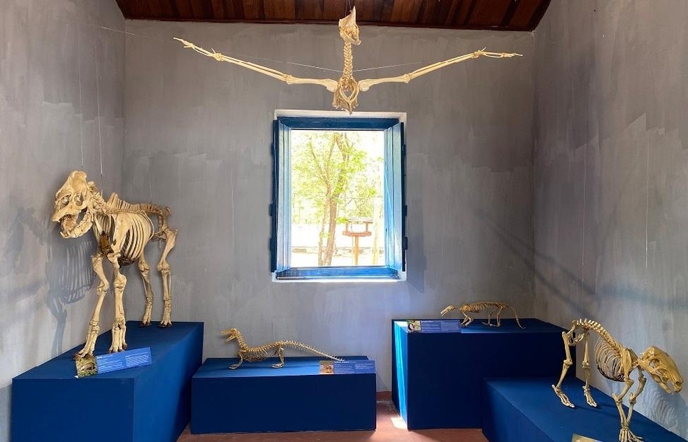 Exposição 'Pantanal através dos esqueletos', no Museu de História Natural — Foto: Divulgação Museu de História Natural
