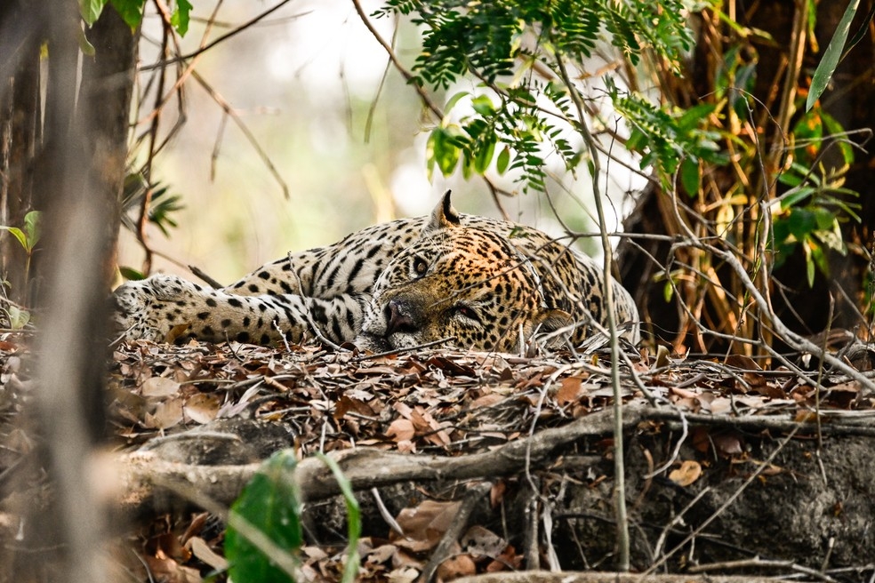 Ousado descansando no Pantanal um ano aps sofrer queimaduras de 3 grau por causa dos incndios na regio  Foto: Marcelo Tchebes