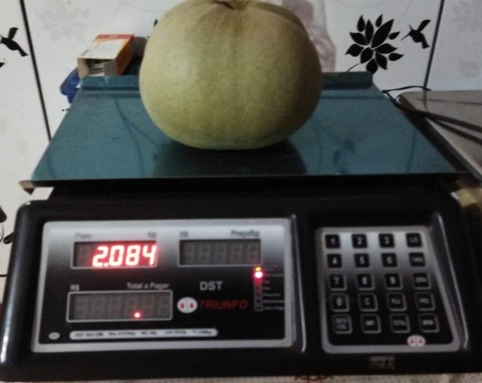 Pequi de mais de 2 kg foi um dos maiores j produzidos em chcara de So Jos do Xingu (MT)  Foto: Gustavo Gonalves/Arquivo pessoal