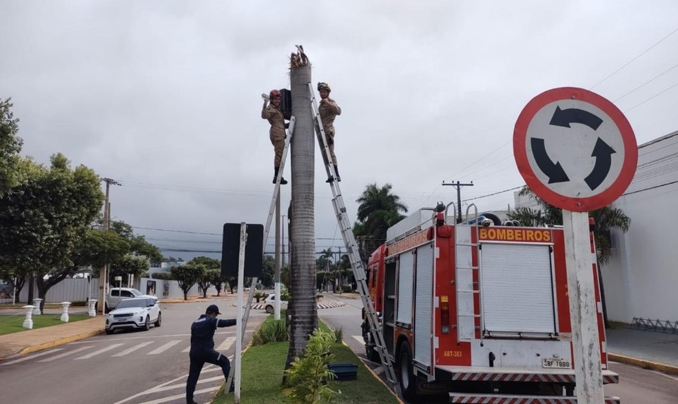 Bombeiros fizeram resgate de araras que caram de ninho  Foto: BMMT