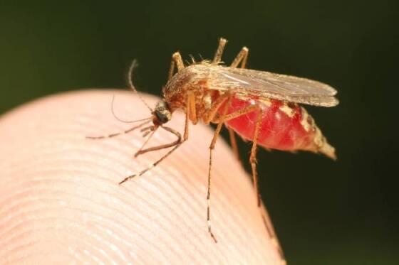 Mosquito infectado com a malria