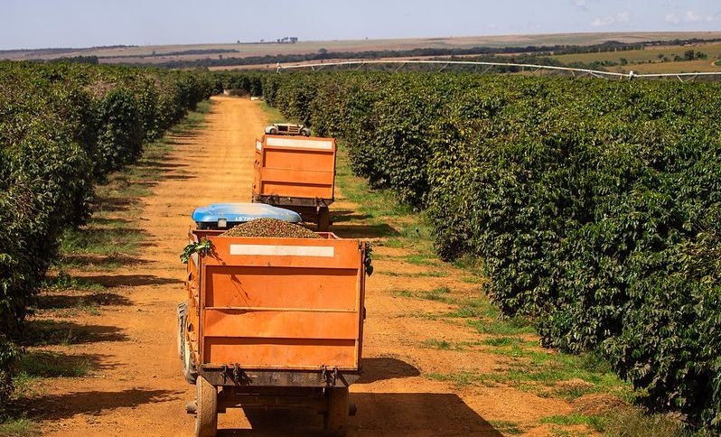 Colheita de caf: preo do produto subiu 35% nos supermercados em um ano