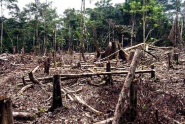 Reduo em alertas de desmatamento foi 5 vezes maior em MT