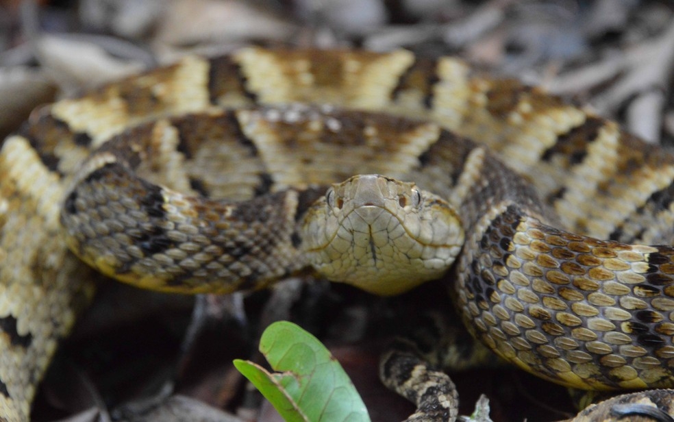 Jararaca  uma espcie de cobra venenosa  Foto: Igor Macedo/Divulgao