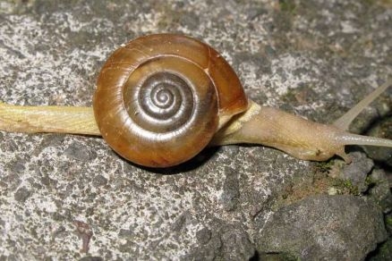 Caracol indiano, que foi confirmado em Chapada dos Guimares