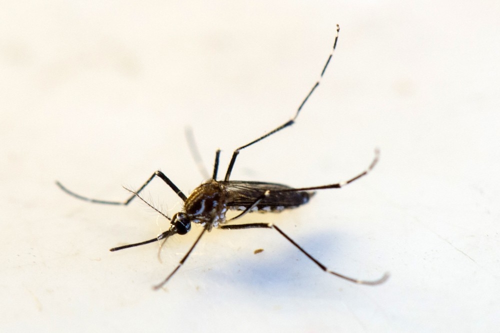 Aedes aegypti popularmente conhecido como mosquito-da-dengue ou pernilongo-rajado  Foto: GComMT/Junior Silgueiro
