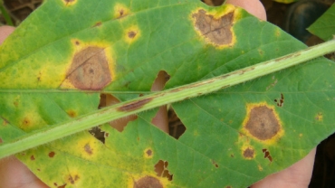 Mancha alvo na lavoura da soja