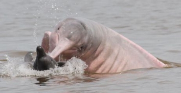 Possvel mudana de comportamento de botos na Amaznia  alvo de estudos de pesquisadores brasileiros