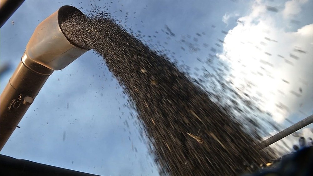 Produção de grãos em MT deve apresentar crescimento neste ano — Foto: Alexandre Perassolli/TVCA