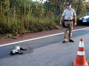 Animais silvestres so atropelados na regio do Pantanal