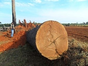 Fiscais apreendem madeira no interior de MT.