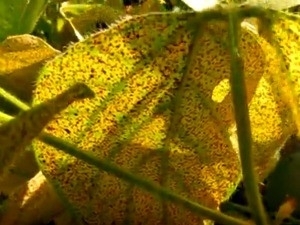 Soja guaxa  hospedeiro para a ferrugem asitica