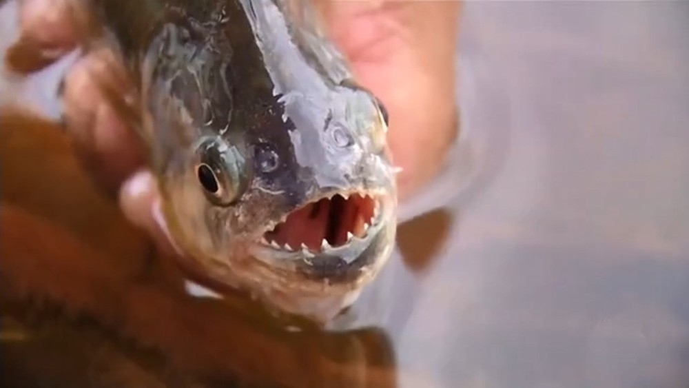 Peixamento deve reduzir ataques de piranhas  Foto: Reproduo/TV TEM