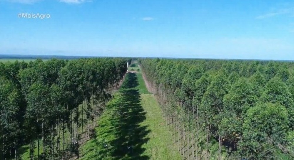 Florestas plantadas se tornam tendncia no norte do estado  Foto: TV Centro Amrica