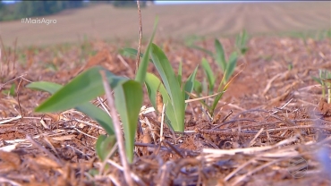 Plantio de milho sofre atrasos por causa das chuvas intensas  Foto: TV Centro Amrica