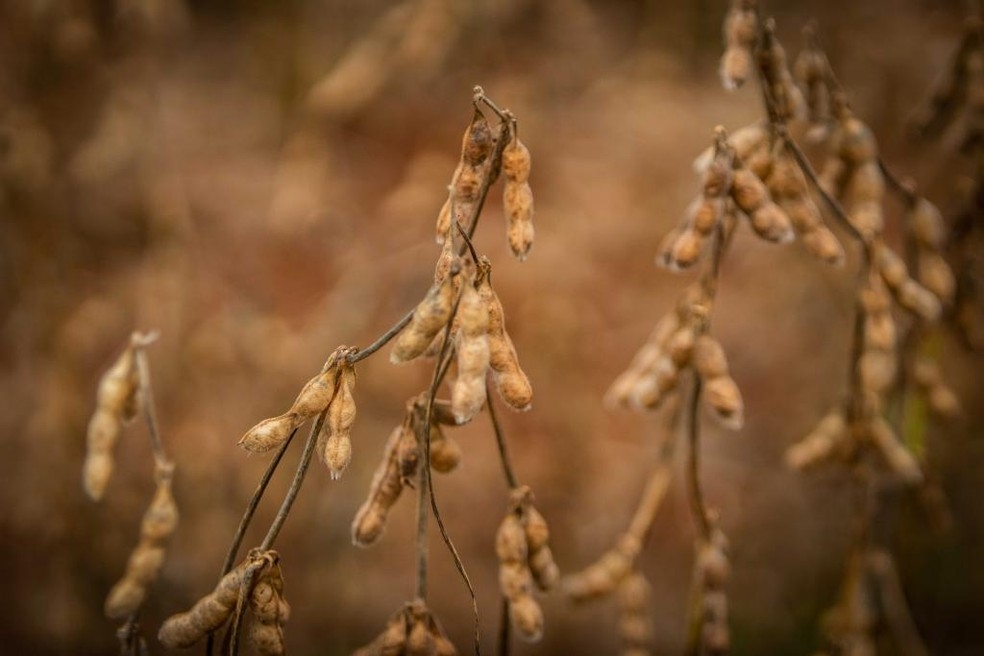 Chuvas podem atrapalhar a produção de soja em MT — Foto: Divulgação