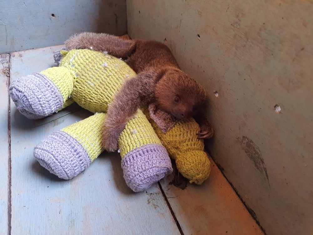 Filhote de bicho-preguiça foi resgatado em uma casa em Alta Floresta (MT) — Foto: Reprodução/Corpo de Bombeiros