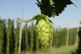 A flor do lpulo, usado para produo de cervejas  Foto: Divulgao