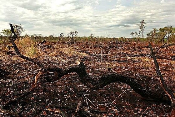 Foram desmatados 803 km², entre 2020 e 2021; Estado é o 5º lugar na destruição do bioma