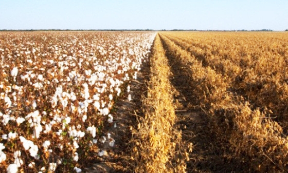 Se os números se confirmarem, a oferta estadual de algodão e soja, além de milho, crescerá 13,8% sobre o consolidado na temporada passada