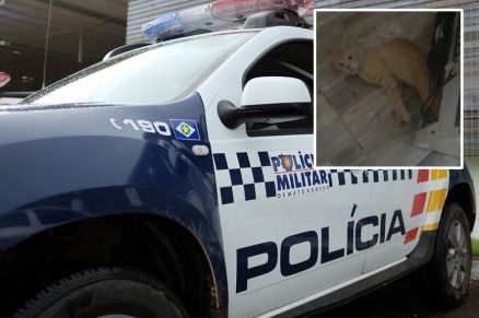 Policiais militares prenderam a mulher pela morte do gato (detalhe)