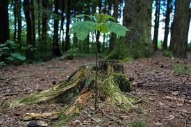 Projeto de recuperao de florestas degradadas