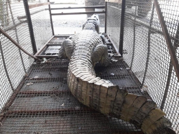 Entre os animais capturados pela Polcia Ambiental, na rea metropolitana, esto jacars