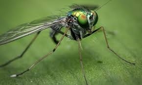 Crise climtica contribui para desaparecimento de insetos