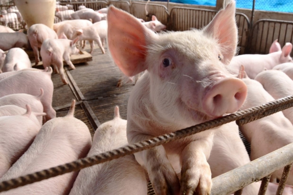 Consumo de carne suna ainda pode aumentar, estima criadores