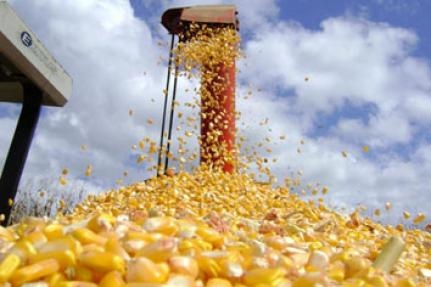 Plantação de milho se desenvolve em MT