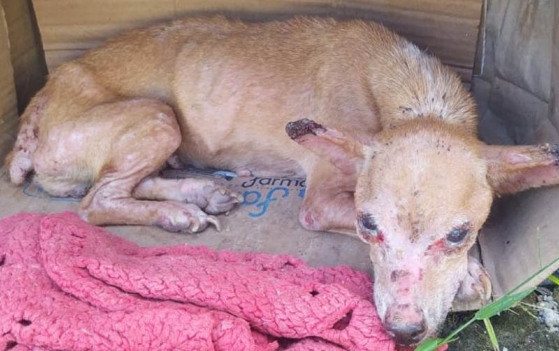 O co foi encontrado no ptio externo na unidade de Vigilncia de Zoonoses (UVZ), no dia 27 de abril passado.