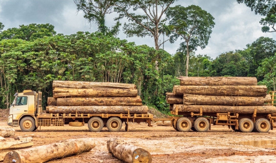 Sem dados pbicos, anlise sobre a extrao de madeira na Amaznia fica difcil. MT e Par so excees