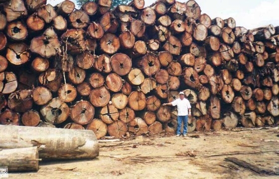 Entre agosto de 2020 e julho de 2021, diz o estudo, a atividade irregular abrangeu 103 mil hectares no Estado, 73% da extrao no permitida na regio amaznica