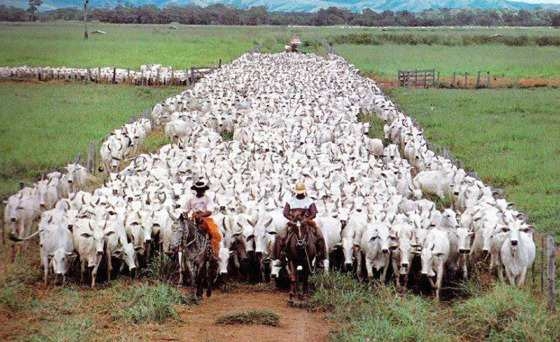 Mato Grosso segue na liderana em matria de rebanho bovino no Brasil