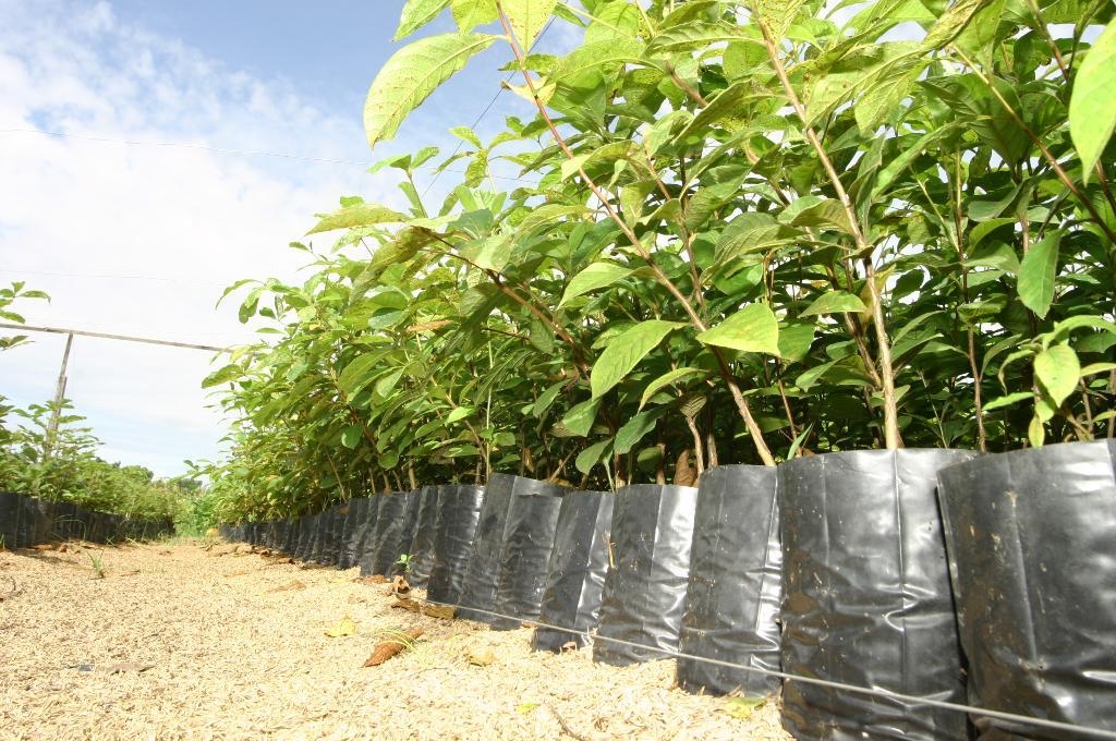 O viveiro da Empaer produz mais de 100 mil mudas por ano - Foto por: Empaer-MT