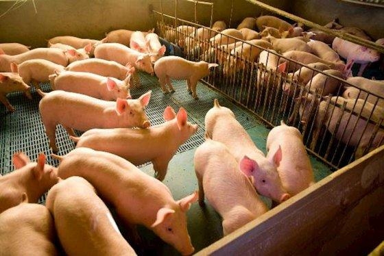 Agora, o alvo do embargo chins so os frigorficos que exportam carne de porco no Brasil