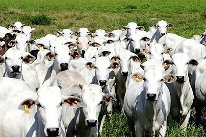 Em Mato Grosso, cerca de 33 milhes de cabeas devem ser vacinadas at 17 de dezembro.