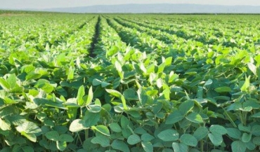 Com a soja, a agricultura deu um salto que, em 40 anos, chegaria a uma slida economia, criaria nova configurao social com a miscigenao e mudana de hbitos