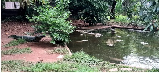 Jacars descama na sombra no Cempas da UFMT  Foto: Srgio Borges/TV Centro Amrica
