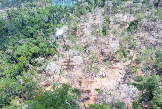A rea destruda na poro amaznica localizada no territrio mato-grossense representa 15% de toda a derrubada na regio, entre janeiro e dezembro do ano passado