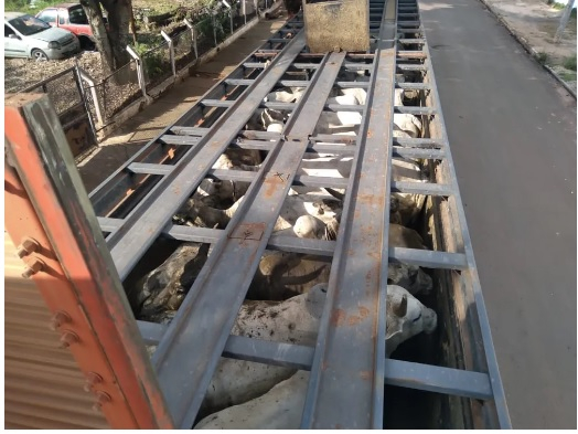 Roubo ocorreu nesta quinta-feira (26), na zona rural de Barra do Bugres, a 168 km de Cuiab.  Foto: Polcia Civil