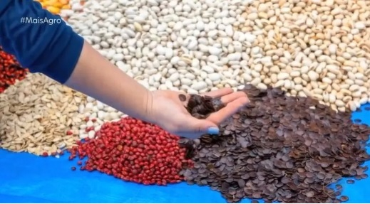Iniciativa  da Rede de Sementes do Xingu e conta com o auxlio de mais de 600 coletores.  Foto: Mais Agro/TV Centro Amrica