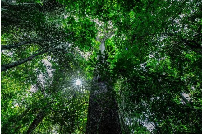 Alertas de desmatamento apresentam queda de 52% em MT  Foto: Mayke Toscano/Secom