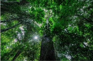 Alertas de desmatamento apresentam queda de 52% em MT  Foto: Mayke Toscano/Secom