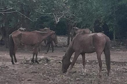 Parte dos animais encontrados na chcara