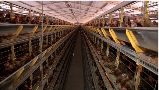 Criador de aves.  Foto: Reproduo/TVCA